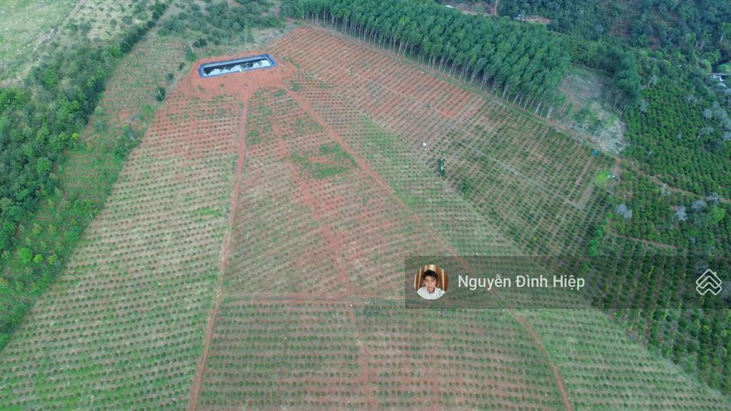 Bán 6.5ha vườn cà phê đẹp suối ôm 400m hệ thống tưới bài bản
