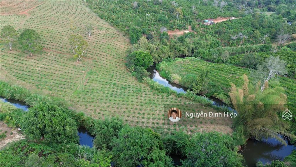 Bán 6.5ha vườn cà phê đẹp suối ôm 400m hệ thống tưới bài bản