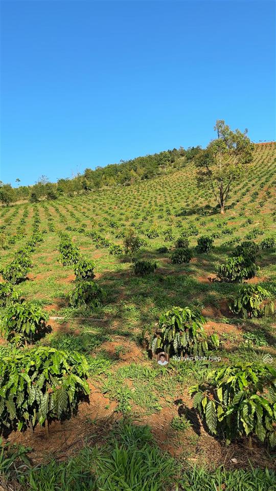 Bán 6.5ha vườn cà phê đẹp suối ôm 400m hệ thống tưới bài bản
