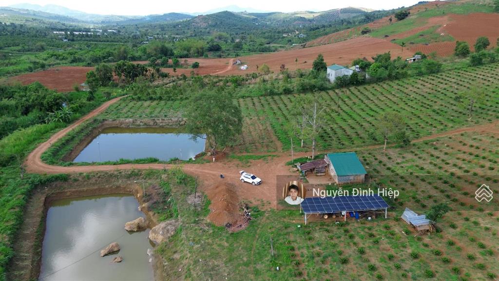 Bán 6.5ha vườn cà phê đẹp suối ôm 400m hệ thống tưới bài bản
