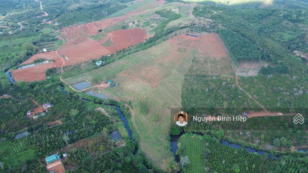 Bán 6.5ha vườn cà phê đẹp suối ôm 400m hệ thống tưới bài bản