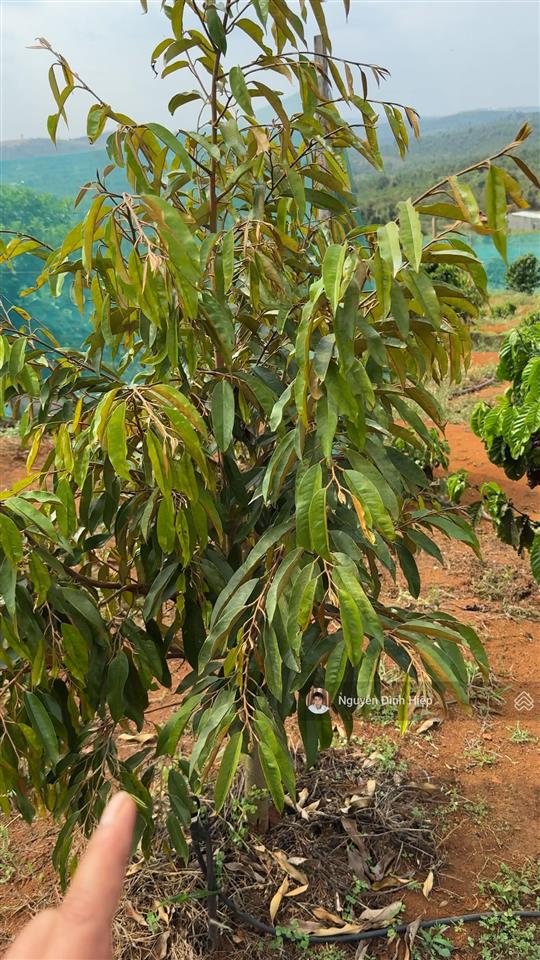 Bán 3ha ôm 200m mặt tiền bê tông hạ tầng đầy đủ giá 4.5 tỷ