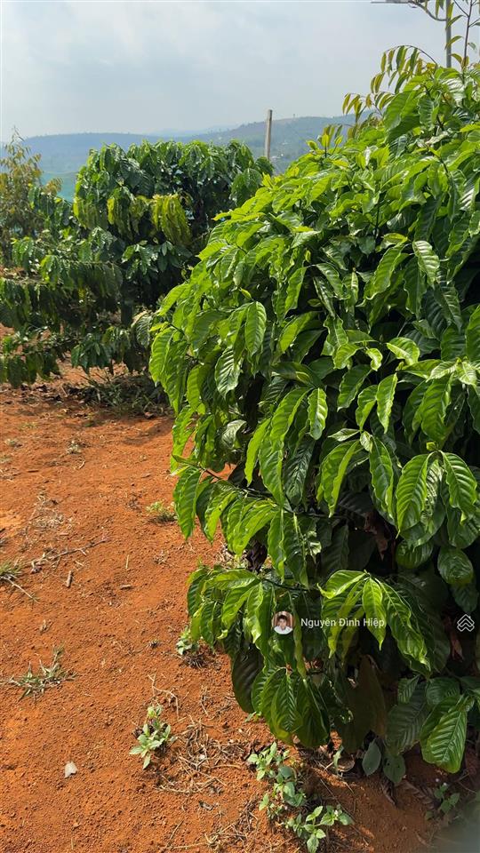 Bán 3ha ôm 200m mặt tiền bê tông hạ tầng đầy đủ giá 4.5 tỷ