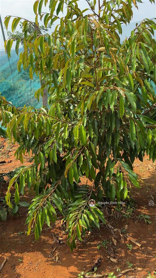 Bán 3ha ôm 200m mặt tiền bê tông hạ tầng đầy đủ giá 4.5 tỷ