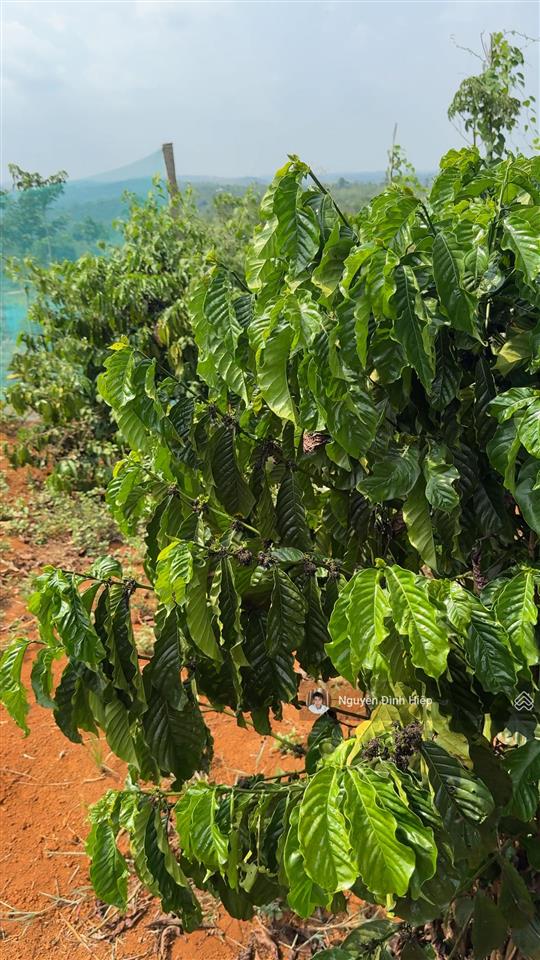 Bán 3ha ôm 200m mặt tiền bê tông hạ tầng đầy đủ giá 4.5 tỷ