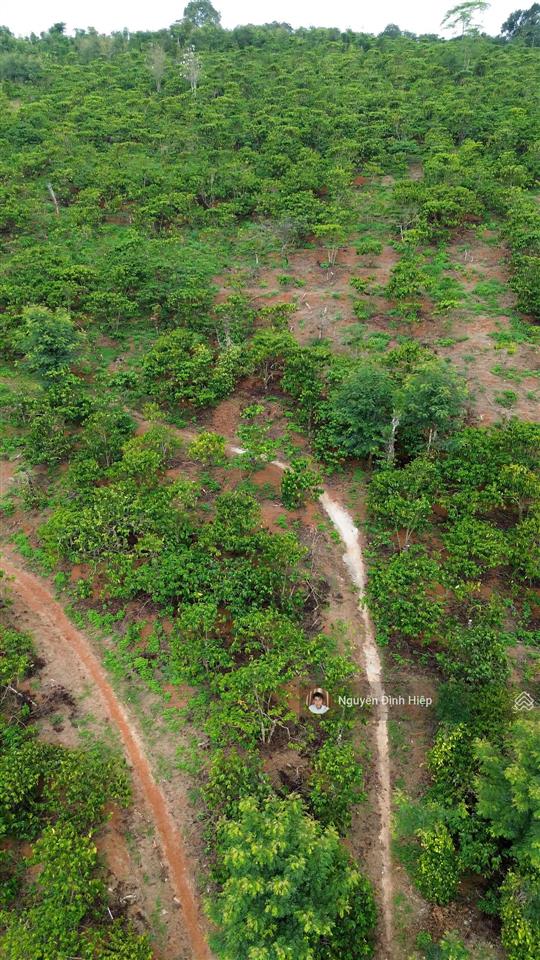 Bán rẫy 6.6ha nguồn thu mạnh ~24 tấn/năm hạ tầng sẵn giá 12 tỷ