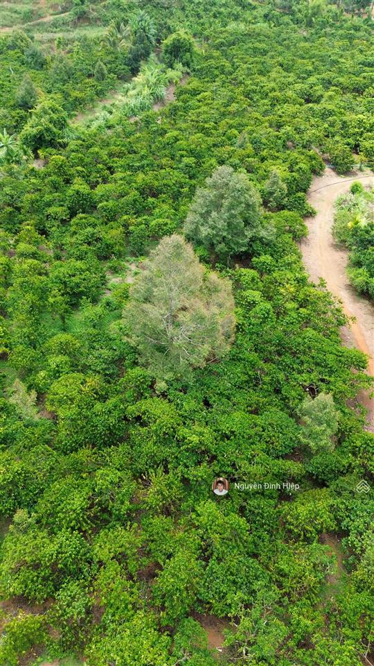 Bán rẫy 6.6ha nguồn thu mạnh ~24 tấn/năm hạ tầng sẵn giá 12 tỷ