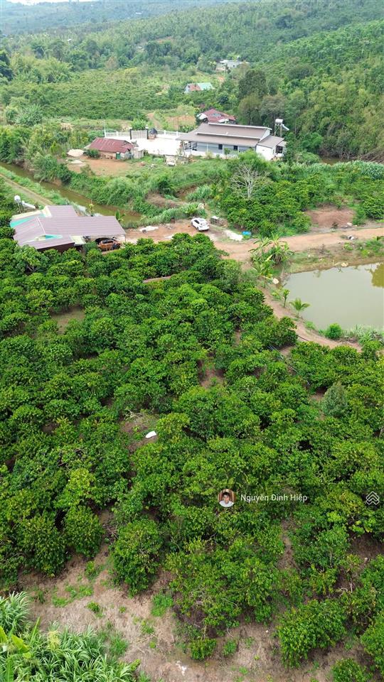 Bán rẫy 6.6ha nguồn thu mạnh ~24 tấn/năm hạ tầng sẵn giá 12 tỷ