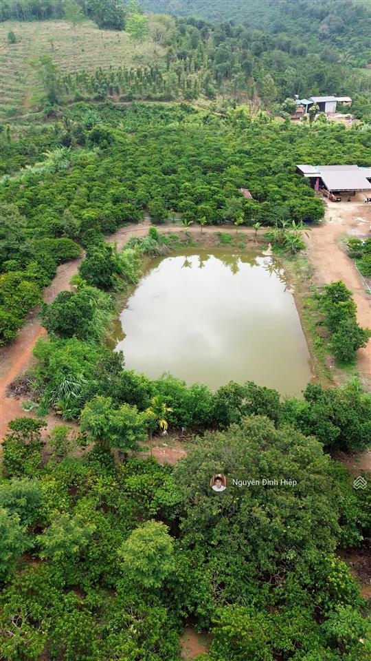 Bán rẫy 6.6ha nguồn thu mạnh ~24 tấn/năm hạ tầng sẵn giá 12 tỷ