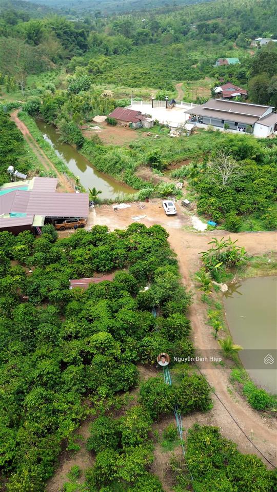 Bán rẫy 6.6ha nguồn thu mạnh ~24 tấn/năm hạ tầng sẵn giá 12 tỷ