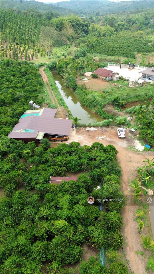 Bán rẫy 6.6ha nguồn thu mạnh ~24 tấn/năm hạ tầng sẵn giá 12 tỷ