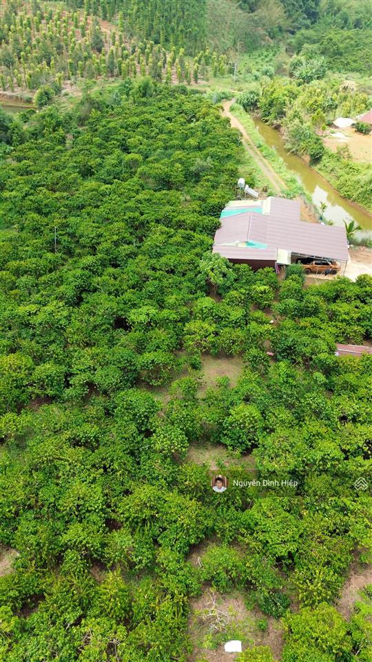 Bán rẫy 6.6ha nguồn thu mạnh ~24 tấn/năm hạ tầng sẵn giá 12 tỷ