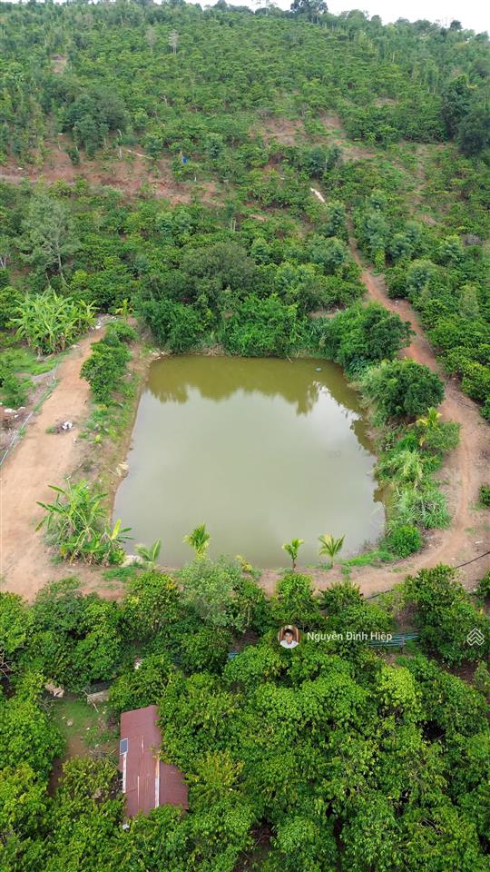 Bán rẫy 6.6ha nguồn thu mạnh ~24 tấn/năm hạ tầng sẵn giá 12 tỷ