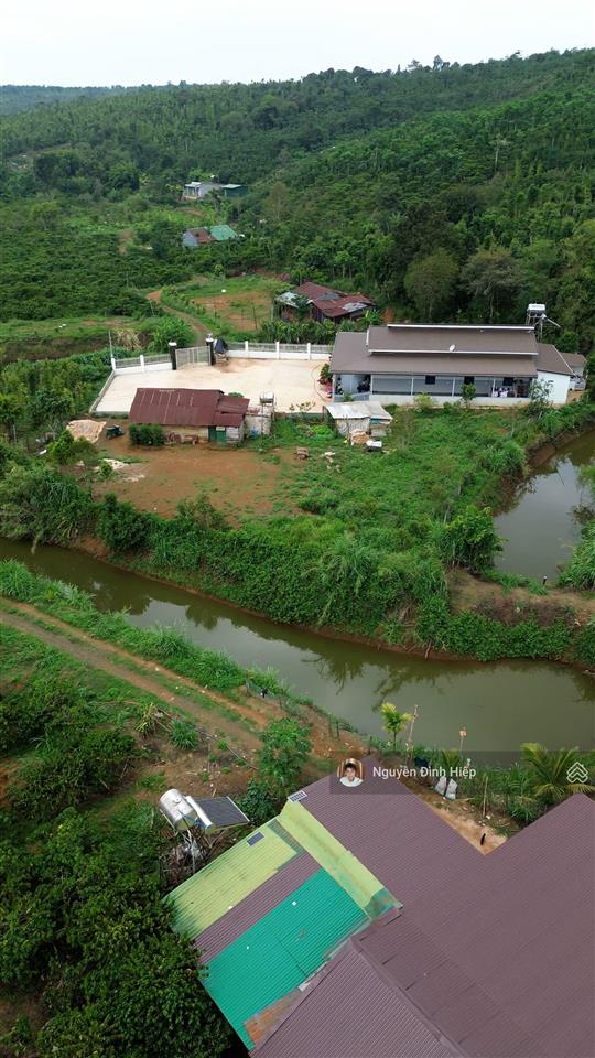 Bán rẫy 6.6ha nguồn thu mạnh ~24 tấn/năm hạ tầng sẵn giá 12 tỷ