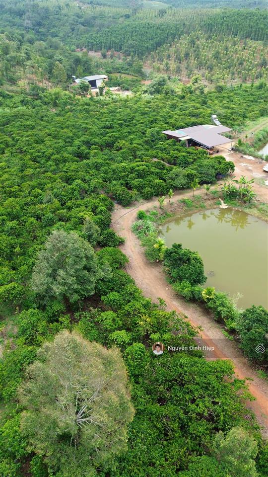 Bán rẫy 6.6ha nguồn thu mạnh ~24 tấn/năm hạ tầng sẵn giá 12 tỷ