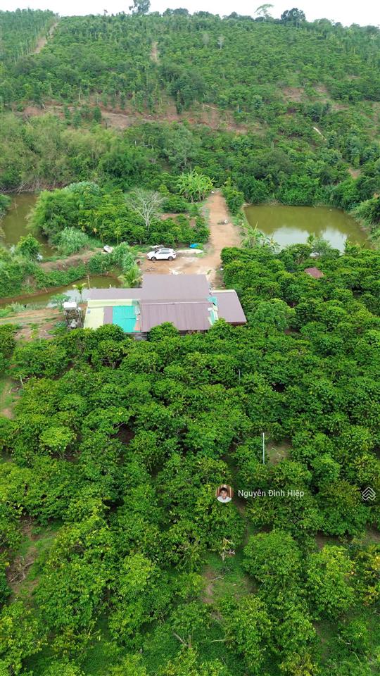 Bán rẫy 6.6ha nguồn thu mạnh ~24 tấn/năm hạ tầng sẵn giá 12 tỷ