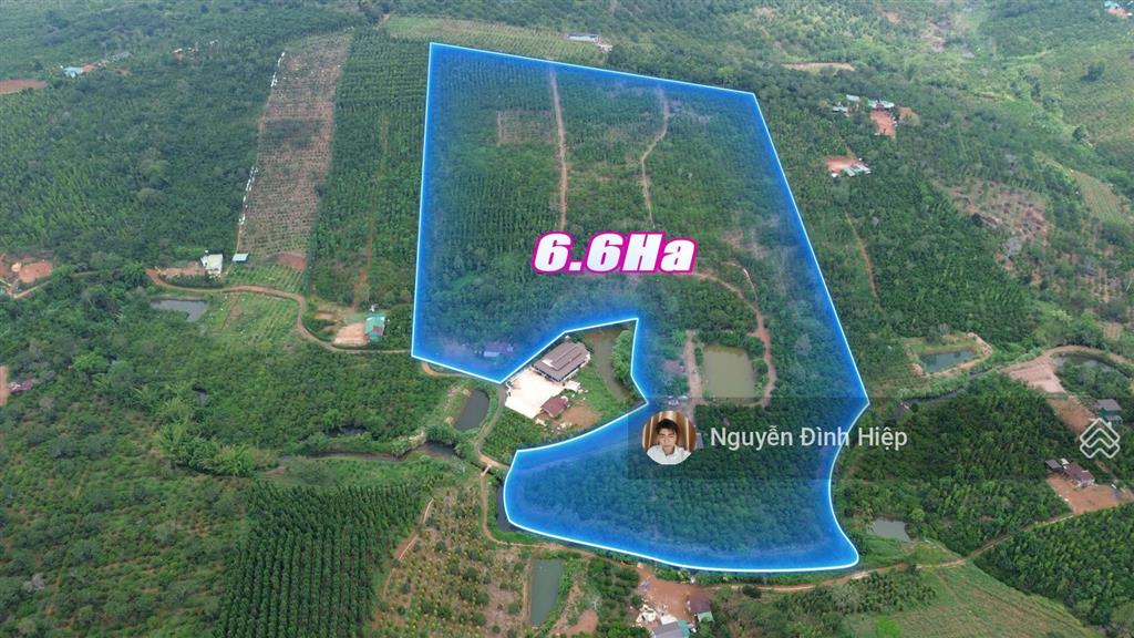 Bán rẫy 6.6ha nguồn thu mạnh ~24 tấn/năm hạ tầng sẵn giá 12 tỷ