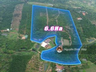 Bán rẫy 6.6ha nguồn thu mạnh ~24 tấn/năm hạ tầng sẵn giá 12 tỷ