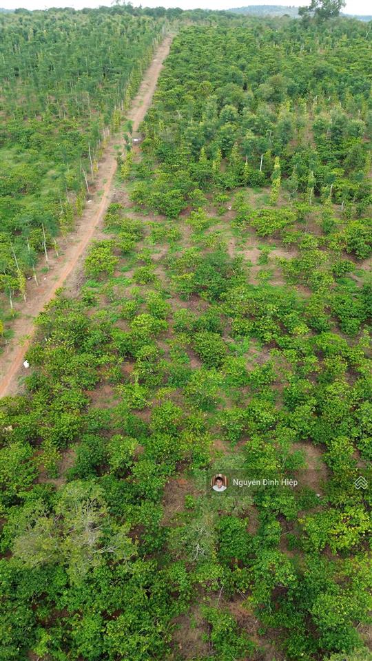 Bán rẫy 6.6ha nguồn thu mạnh ~24 tấn/năm hạ tầng sẵn giá 12 tỷ