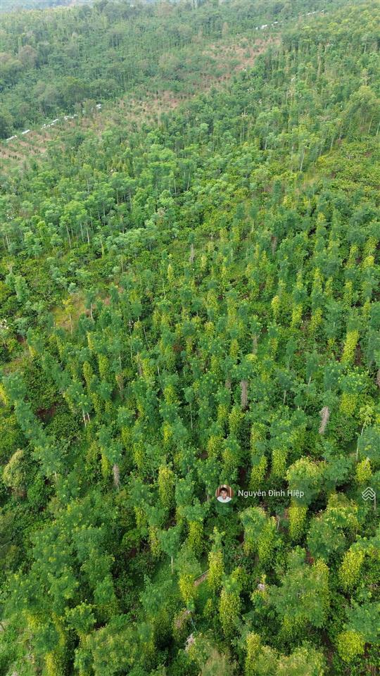 Bán rẫy 6.6ha nguồn thu mạnh ~24 tấn/năm hạ tầng sẵn giá 12 tỷ