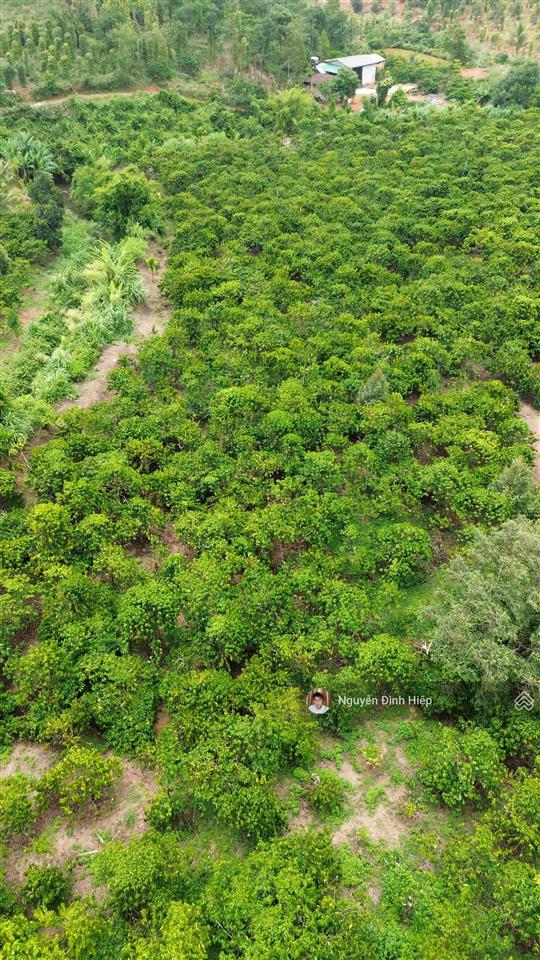 Bán rẫy 6.6ha nguồn thu mạnh ~24 tấn/năm hạ tầng sẵn giá 12 tỷ