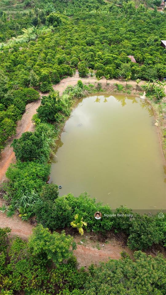 Bán rẫy 6.6ha nguồn thu mạnh ~24 tấn/năm hạ tầng sẵn giá 12 tỷ