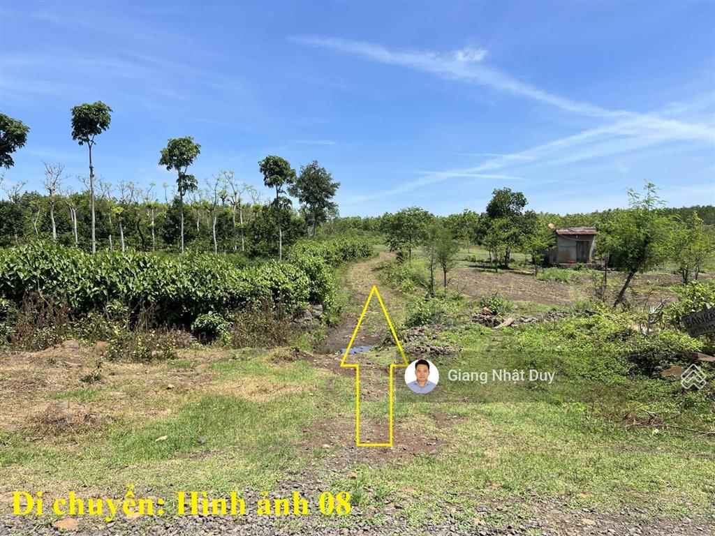 Bán 8 sào đất tại đắk lắk, đất có sẵn gỗ tếch