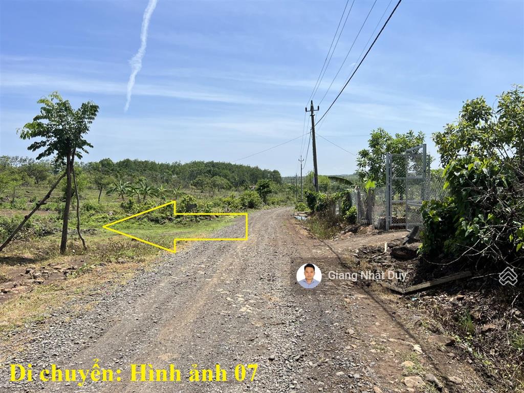Bán 8 sào đất tại đắk lắk, đất có sẵn gỗ tếch