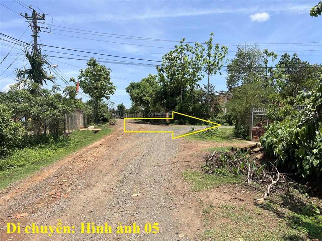 8 sào gỗ tếch tại huyện cư mgar, đắk lắk