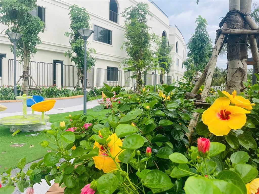 Rổ hàng nhà phố t&t tam đa gđ1. chính sách hỗ trợ lãi suất 2 năm . nhận nhà ngay 2026 . mở bán gđ1