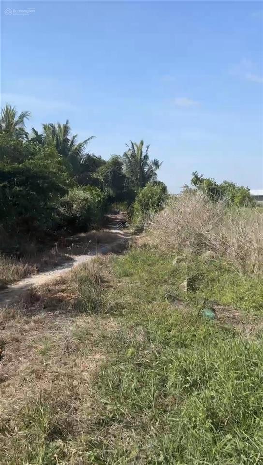 Bán đất lúa 24 công. 350tr/công