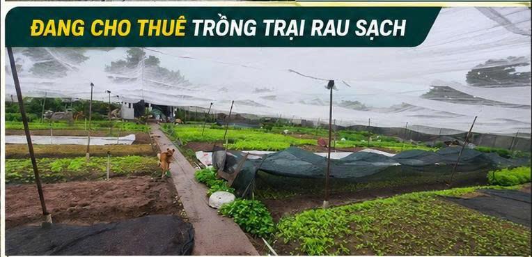 ĐẤT RỘNG 1.562M² – CHỈ 300M RA CHỢ HÓC MÔN – 300M² THỔ CƯ – GIÁ CHỈ 25,6 TỶ 🔥