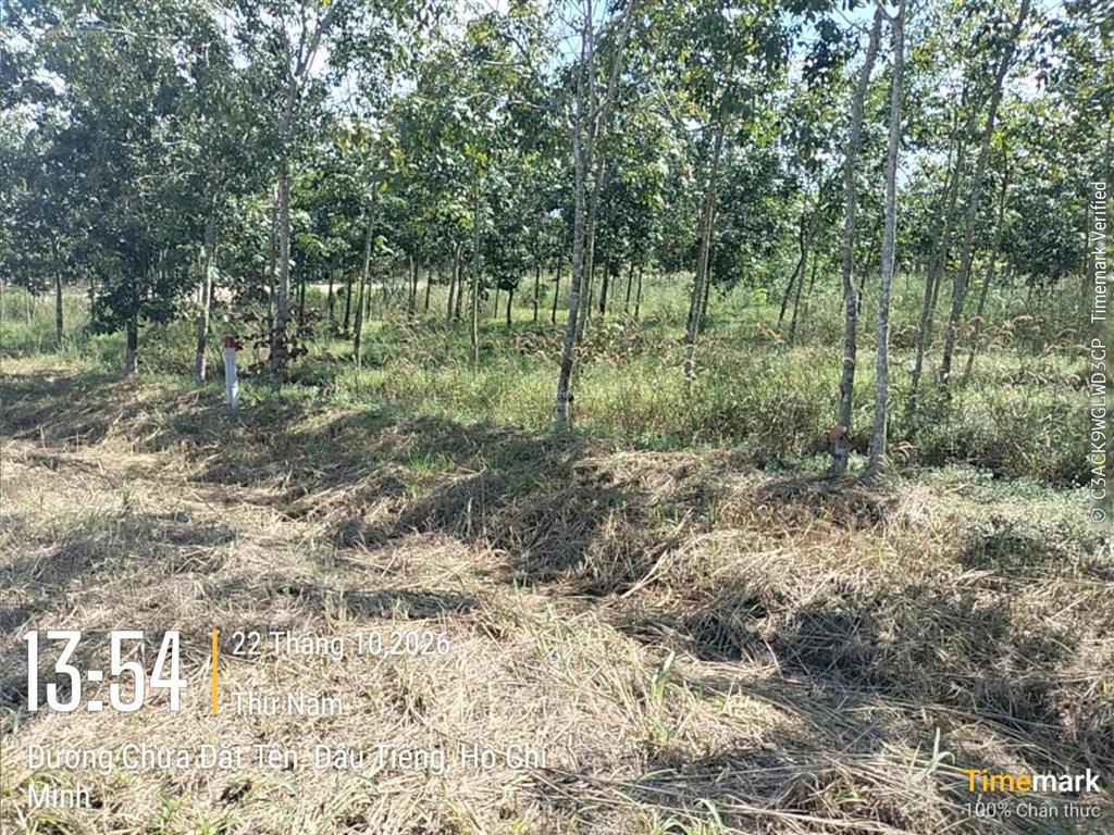 Cần tiền bán nhanh lô đất tại ấp núi cậu, dầu tiếng, dt 251,2m2, giá 2,5 tỷ