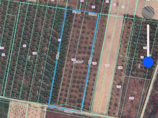 Quảng đức  cam hiệp  8.565 m2  53 x 160  full xoài  giá 420 triệu/sào