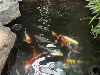 Hot ! biệt thự 150 m2, hoàn thiện đẹp, giá kịch sàn 33,5 tỷ.