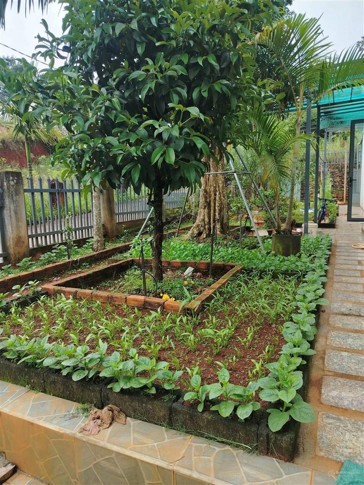 Chỉ 1,65 tỷ nhà 3 phòng ngủ + 251m2 đất, chôm chôm đang hot, mình về nam ban trồng bơ thôi anh chị