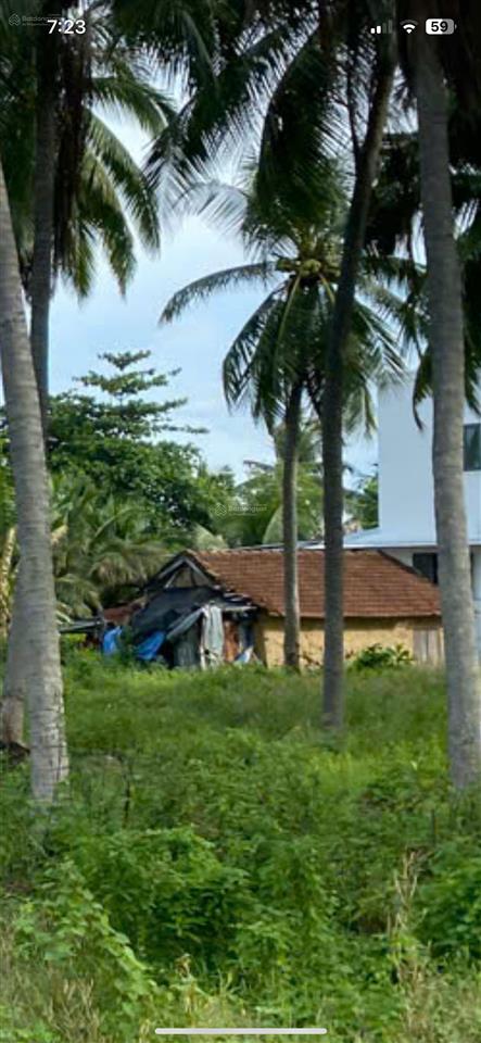 Cần bán gấp đất ở 896m2,100m ont cách biển 100m vạn hưng vạn ninh khánh hoà 30tr/m  0985 807 *** vy