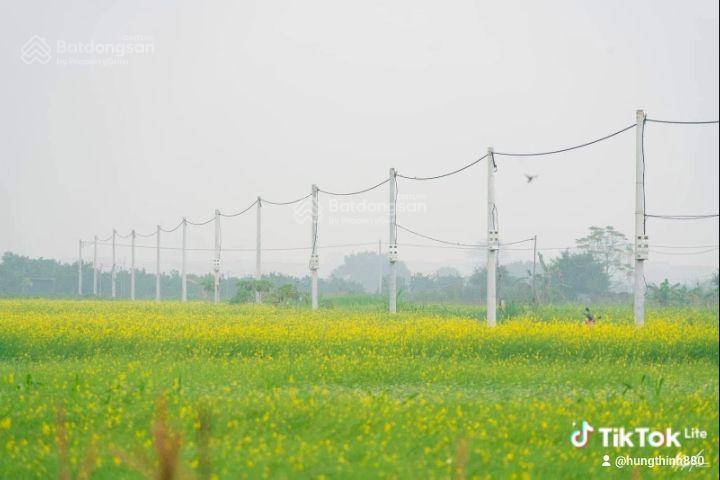 Bán đất 81m2 tại đình tổ, thuận thành, bắc ninh, 46 triệu / m2