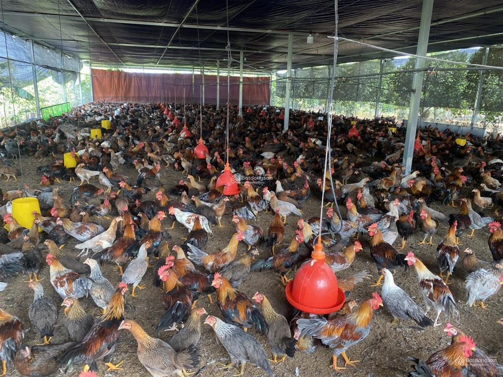 Chính chủ bán 9300m2 đất sẵn sổ mặt tiền, xã lộ 25  thống nhất