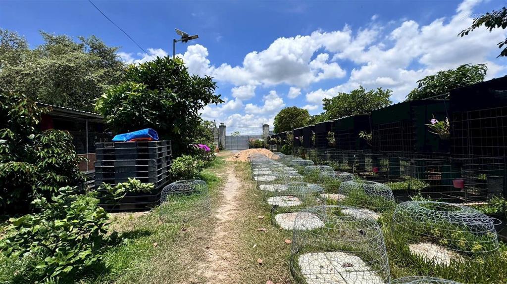 Mặt tiền nhựa 4342m2 ngang 27m dài 129m nở hậu 44m thị trấn hậu nghĩa