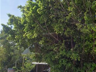 Cần tiền nên bán gấp lô đất vườn tân dân 1 vạn thắng giá 7tr/m thích hợp làm nhà vườn