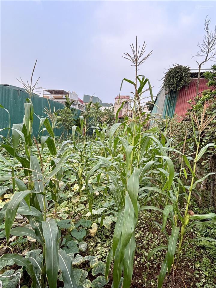 Đất thúy lĩnh 475m 4,98 tỷ 2 mặt ngõ  ô tô thông  giá trị khai thác cao