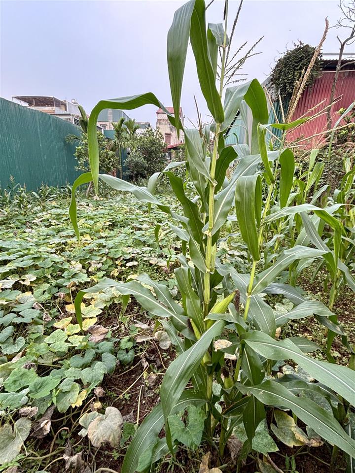 Đất thúy lĩnh 475m 4,98 tỷ 2 mặt ngõ  ô tô thông  giá trị khai thác cao