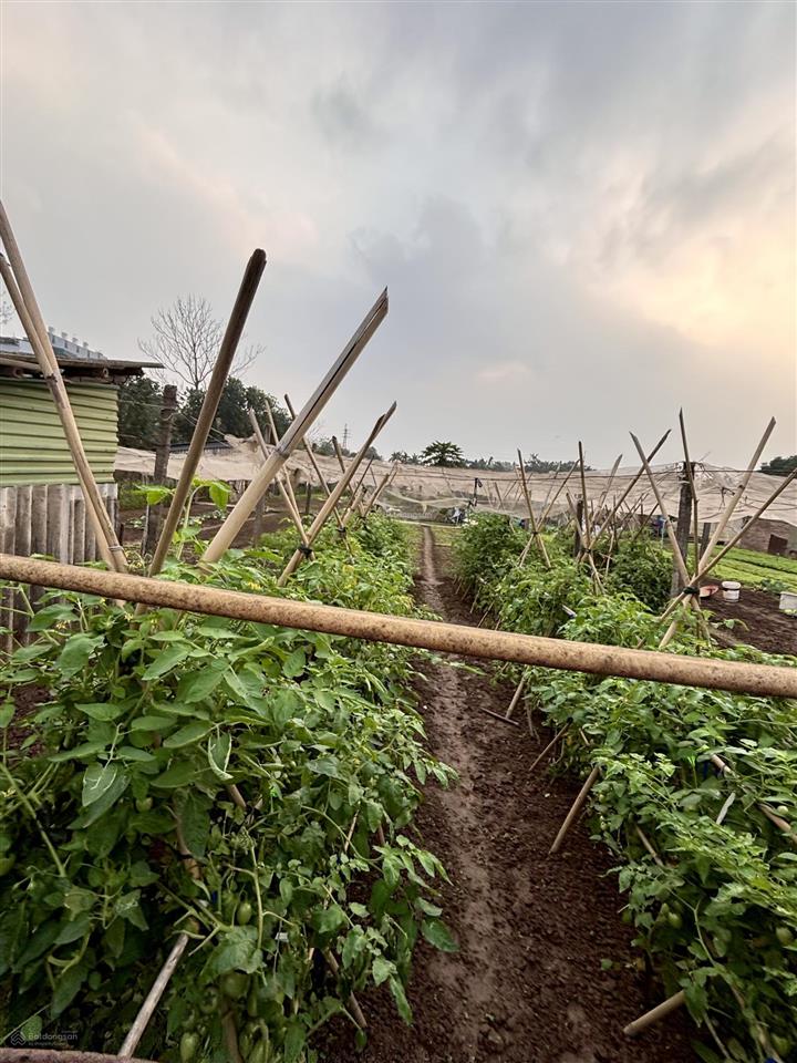 Đất thúy lĩnh 475m 4,98 tỷ 2 mặt ngõ  ô tô thông  giá trị khai thác cao