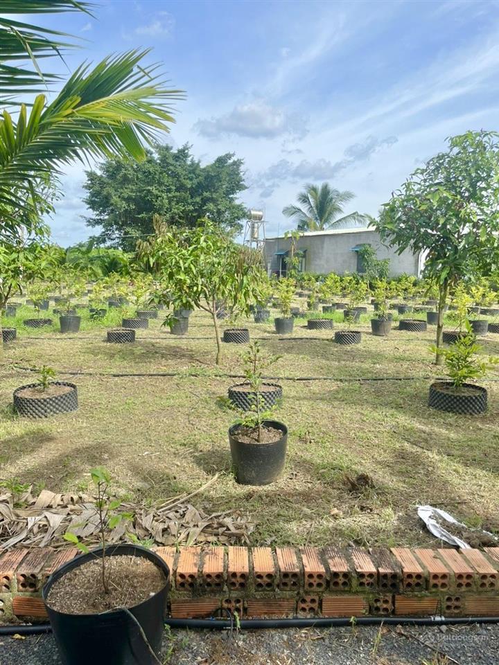 1ha đất vườn nghỉ dưỡng  giá rẻ  pháp lý rõ  cách dt 767 chỉ 5 phút di chuyển