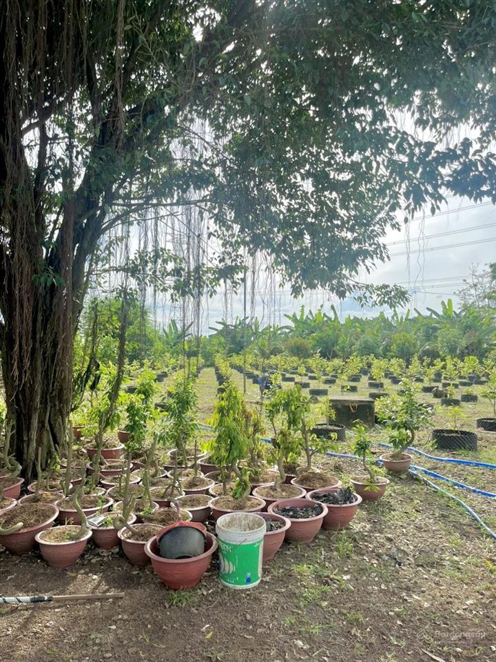 1ha đất vườn nghỉ dưỡng  giá rẻ  pháp lý rõ  cách dt 767 chỉ 5 phút di chuyển