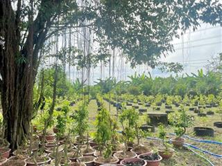 1ha đất vườn nghỉ dưỡng  giá rẻ  pháp lý rõ  cách dt 767 chỉ 5 phút di chuyển