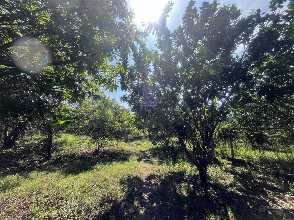 Bán gấp 2000m² đất vườn (có thổ cư) trảng bom  giá rẻ chỉ 4.25 tỷ