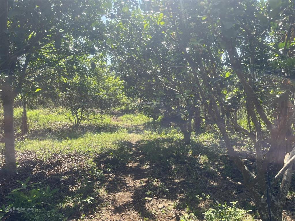 Bán gấp 2000m² đất vườn (có thổ cư) trảng bom  giá rẻ chỉ 4.25 tỷ