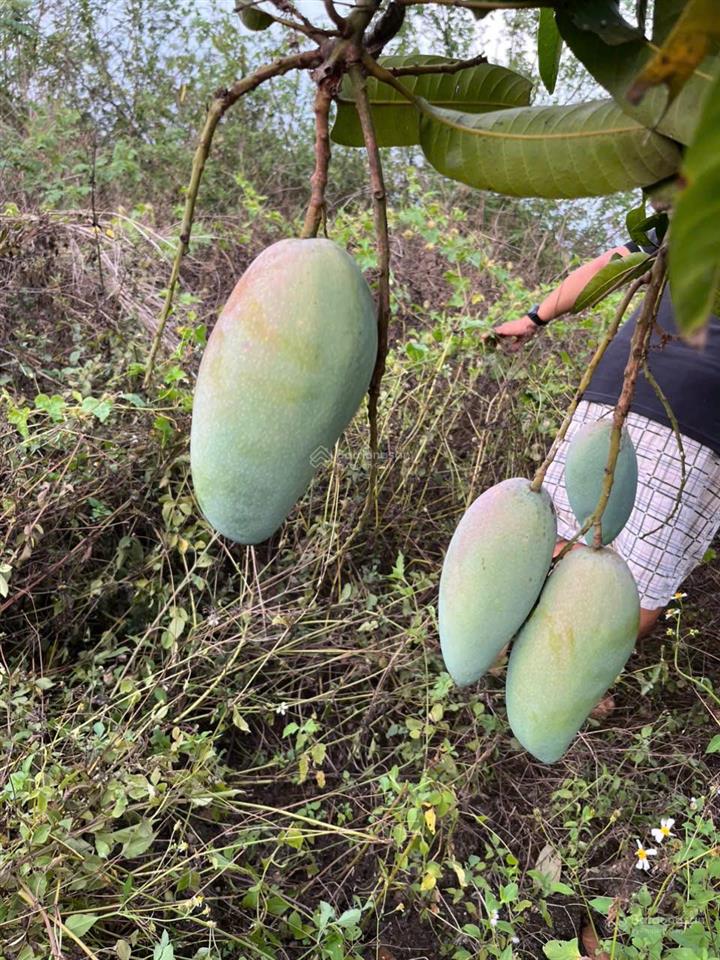 Bán gấp 2000m² đất vườn (có thổ cư) trảng bom  giá rẻ chỉ 4.25 tỷ